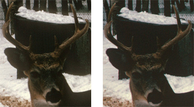 Nikon 5000 & Nikon 9000 Professional Example Kodachrome